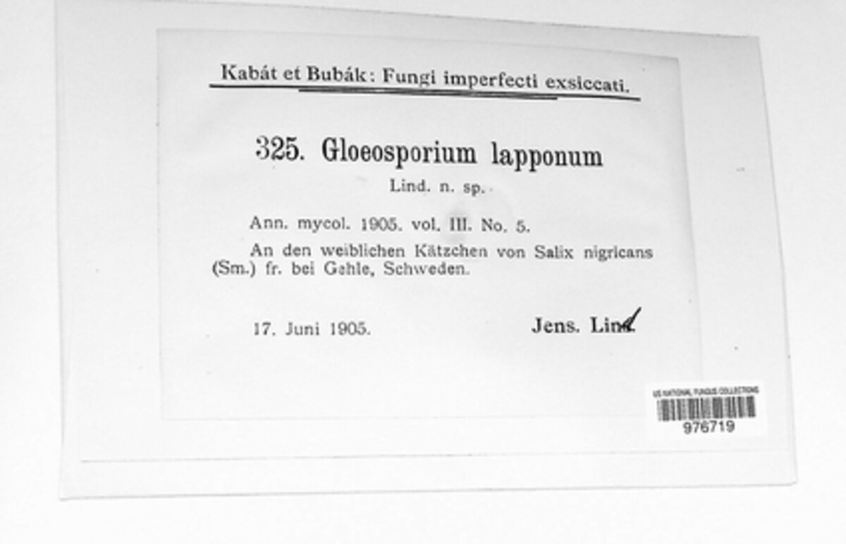Fusamen lapponum image